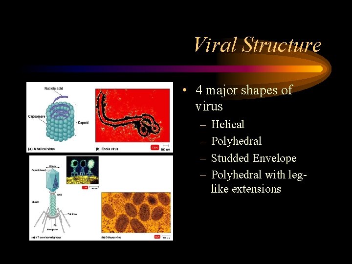 Viral Structure • 4 major shapes of virus – – Helical Polyhedral Studded Envelope