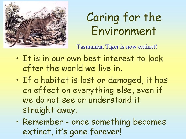 Caring for the Environment Tasmanian Tiger is now extinct! • It is in our