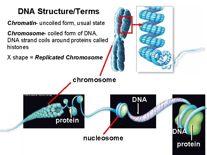 DNA Structure/Terms Chromatin- uncoiled form, usual state Chromosome- coiled form of DNA, DNA strand