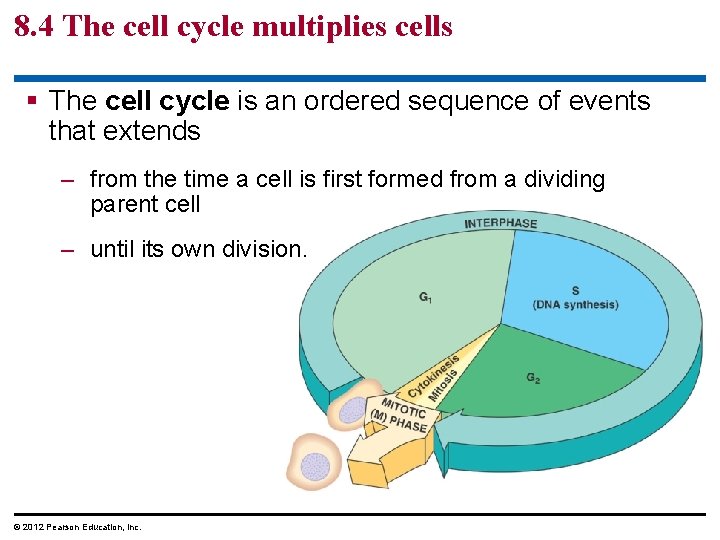 8. 4 The cell cycle multiplies cells § The cell cycle is an ordered