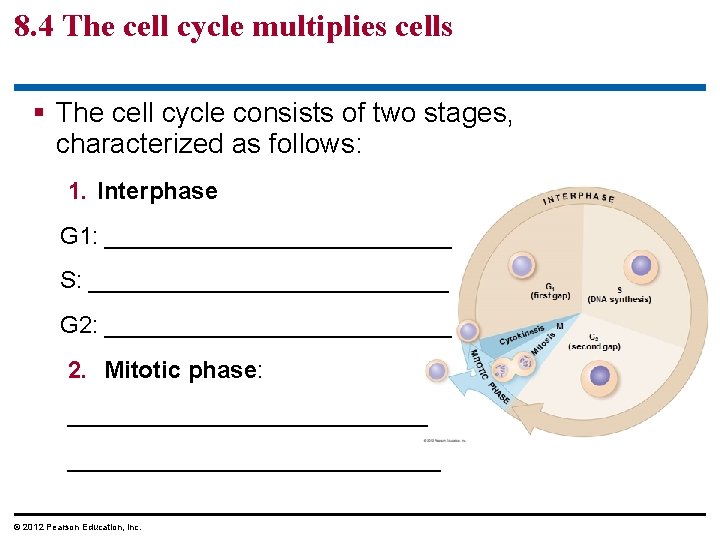 8. 4 The cell cycle multiplies cells § The cell cycle consists of two