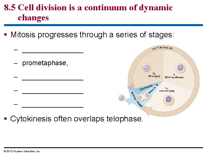 8. 5 Cell division is a continuum of dynamic changes § Mitosis progresses through