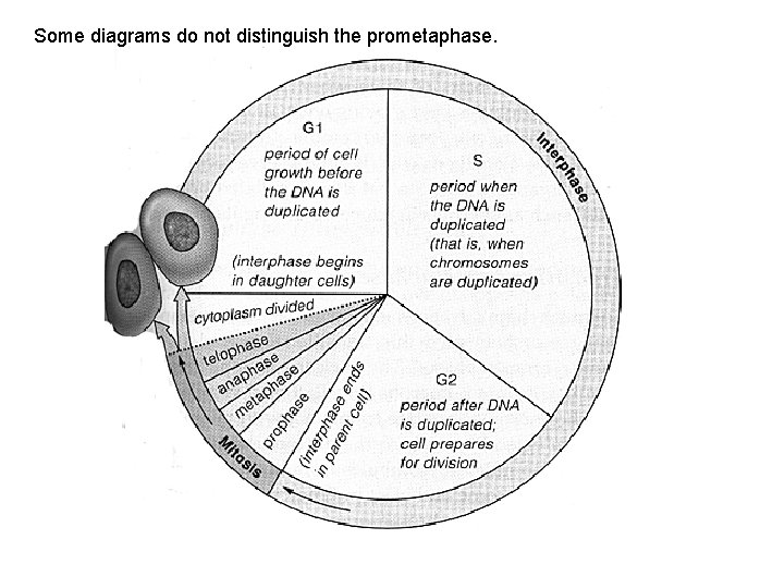 Some diagrams do not distinguish the prometaphase. 