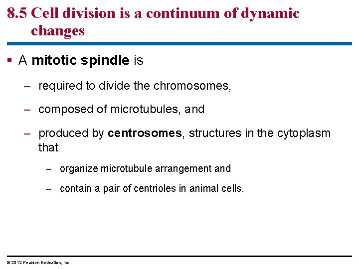 8. 5 Cell division is a continuum of dynamic changes § A mitotic spindle