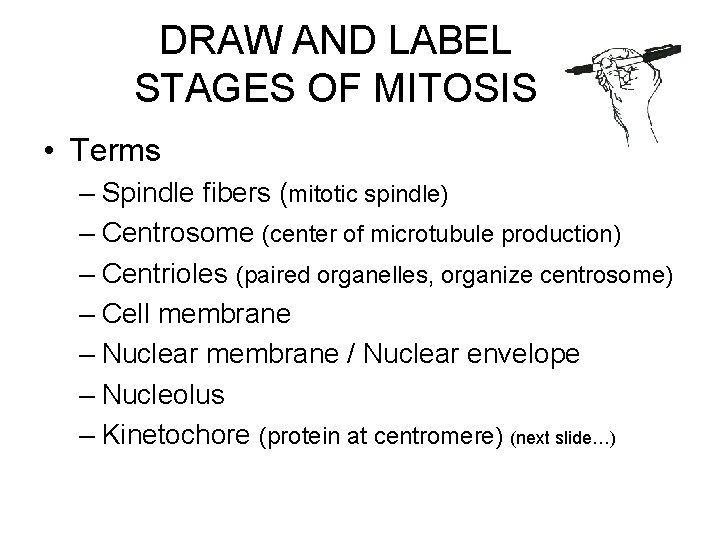 DRAW AND LABEL STAGES OF MITOSIS • Terms – Spindle fibers (mitotic spindle) –
