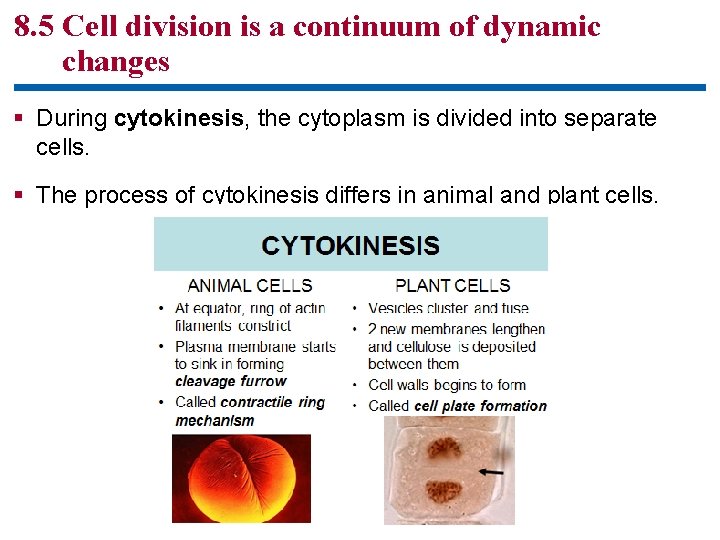 8. 5 Cell division is a continuum of dynamic changes § During cytokinesis, the