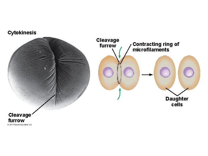 Cytokinesis Cleavage furrow Contracting ring of microfilaments Daughter cells Cleavage furrow 