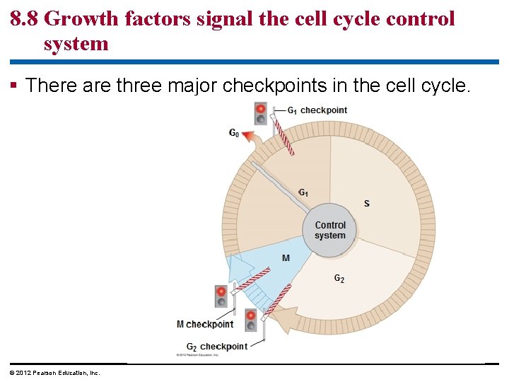 8. 8 Growth factors signal the cell cycle control system § There are three