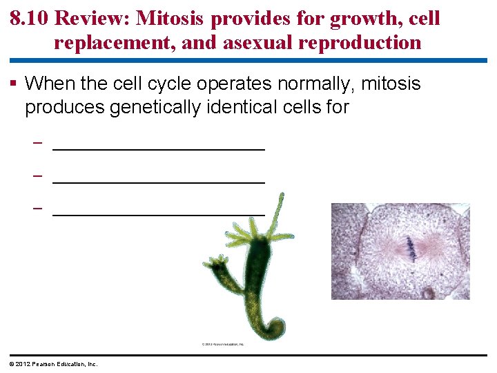 8. 10 Review: Mitosis provides for growth, cell replacement, and asexual reproduction § When
