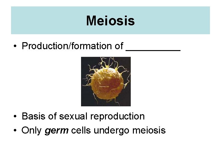 Meiosis • Production/formation of _____ • Basis of sexual reproduction • Only germ cells