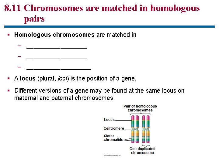 8. 11 Chromosomes are matched in homologous pairs § Homologous chromosomes are matched in