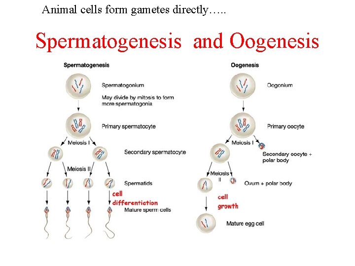 Animal cells form gametes directly…. . Spermatogenesis and Oogenesis 