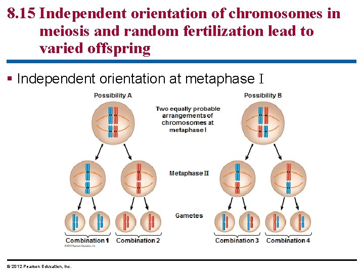 8. 15 Independent orientation of chromosomes in meiosis and random fertilization lead to varied