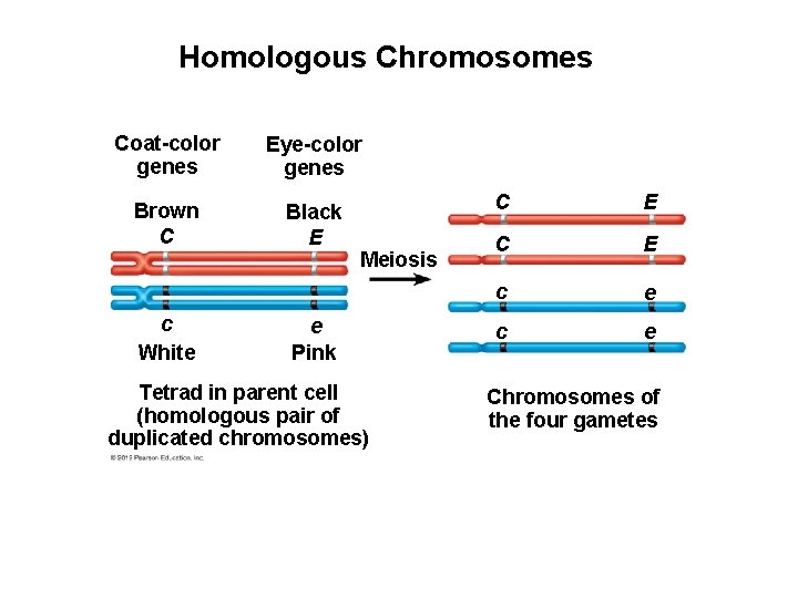 Homologous Chromosomes Coat-color genes Eye-color genes Brown C Black E c White Meiosis e