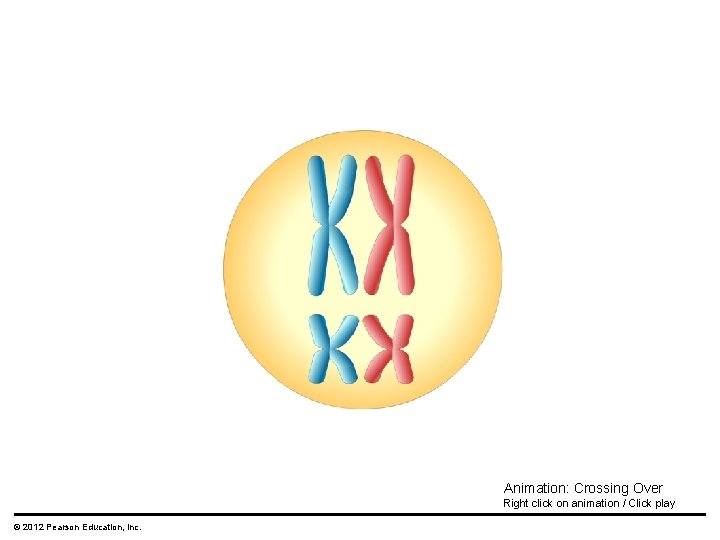 Animation: Crossing Over Right click on animation / Click play © 2012 Pearson Education,