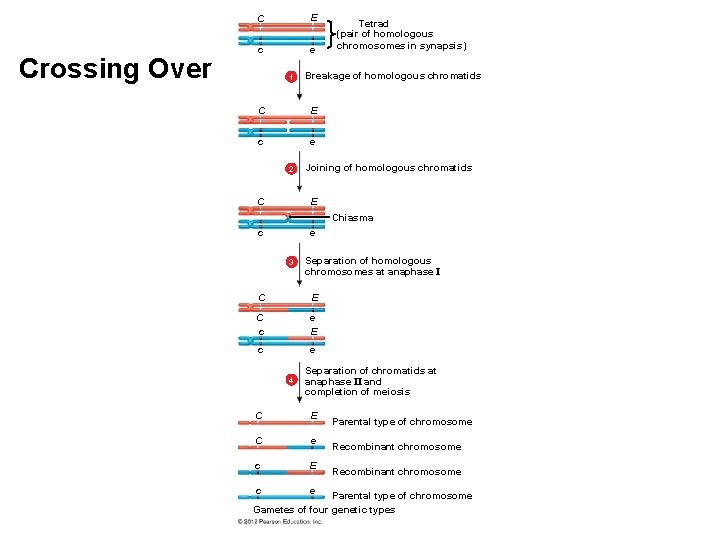 Crossing Over C E c e 1 Breakage of homologous chromatids C E c