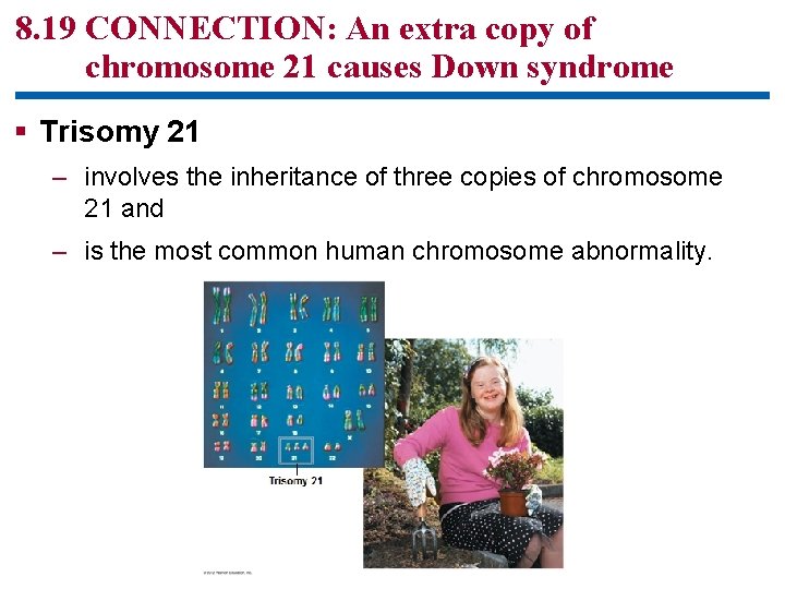 8. 19 CONNECTION: An extra copy of chromosome 21 causes Down syndrome § Trisomy