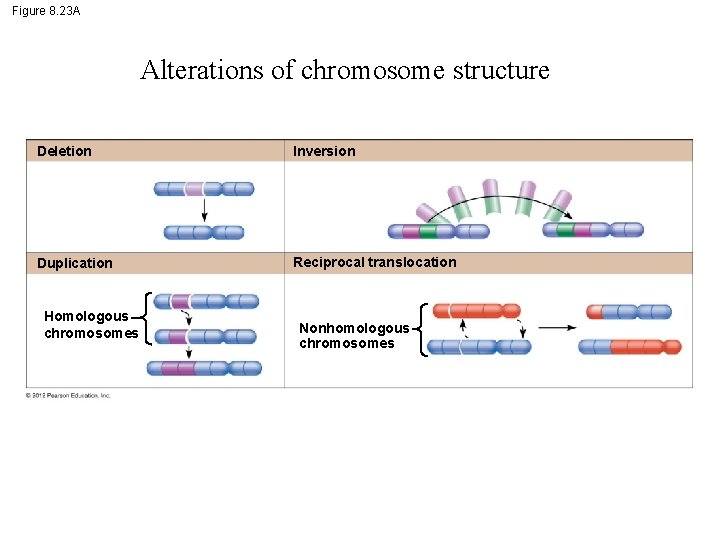 Figure 8. 23 A Alterations of chromosome structure Deletion Inversion Duplication Reciprocal translocation Homologous