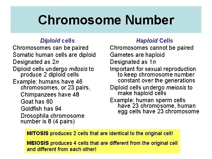 Chromosome Number Diploid cells Chromosomes can be paired Somatic human cells are diploid Designated