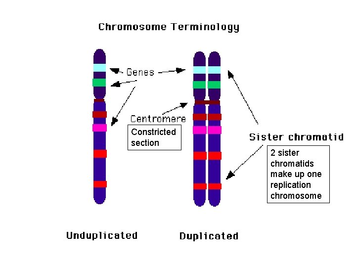 Constricted section 2 sister chromatids make up one replication chromosome 