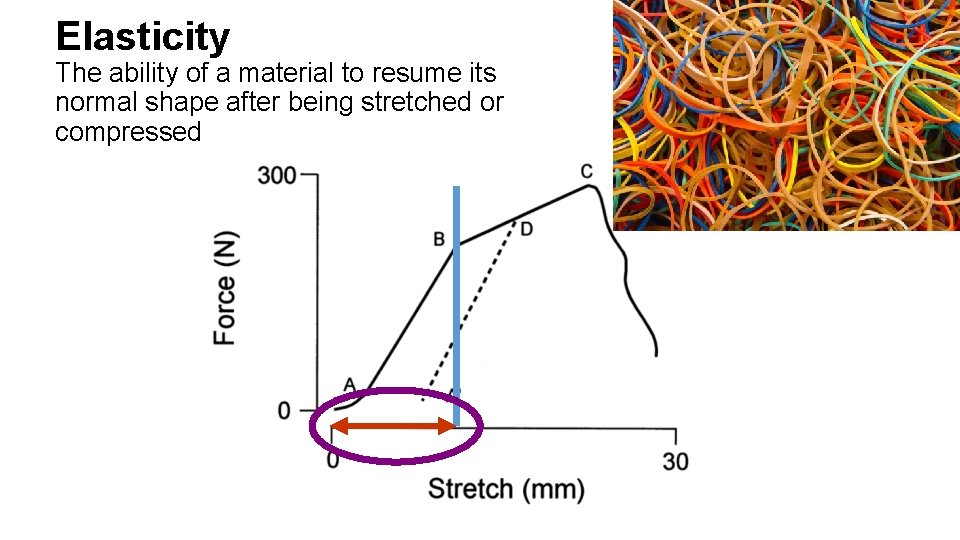 Elasticity The ability of a material to resume its normal shape after being stretched