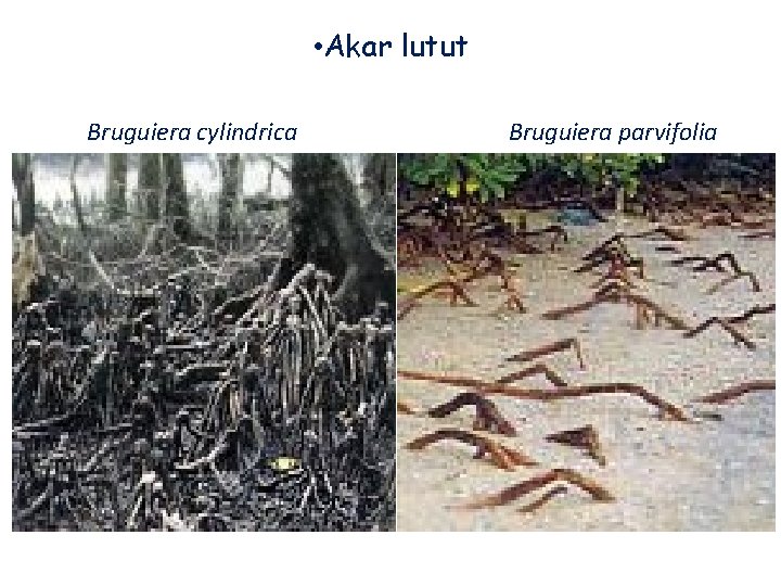  • Akar lutut Bruguiera cylindrica Bruguiera parvifolia 