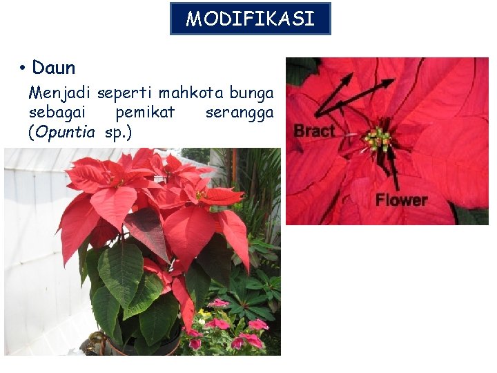 MODIFIKASI • Daun Menjadi seperti mahkota bunga sebagai pemikat serangga (Opuntia sp. ) 