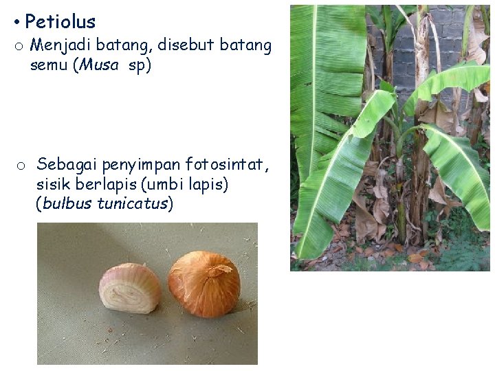  • Petiolus o Menjadi batang, disebut batang semu (Musa sp) o Sebagai penyimpan