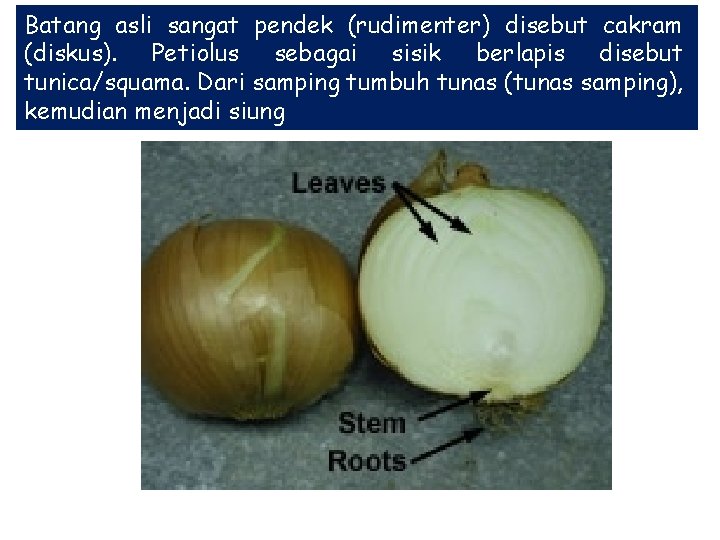 Batang asli sangat pendek (rudimenter) disebut cakram (diskus). Petiolus sebagai sisik berlapis disebut tunica/squama.