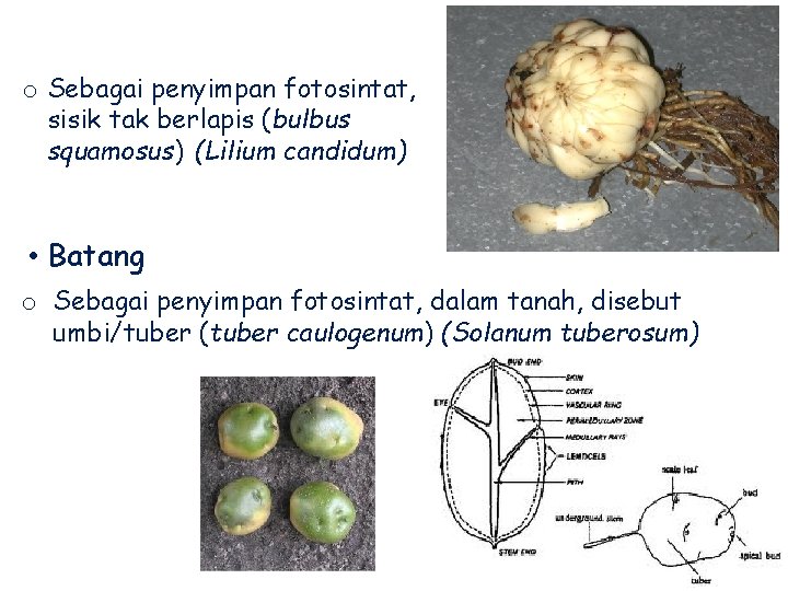 o Sebagai penyimpan fotosintat, sisik tak berlapis (bulbus squamosus) (Lilium candidum) • Batang o
