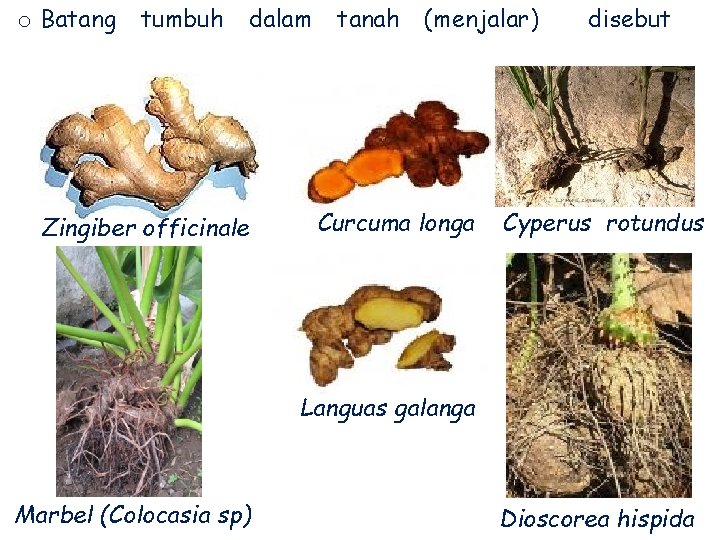 o Batang tumbuh dalam Zingiber officinale tanah (menjalar) Curcuma longa disebut Cyperus rotundus Languas
