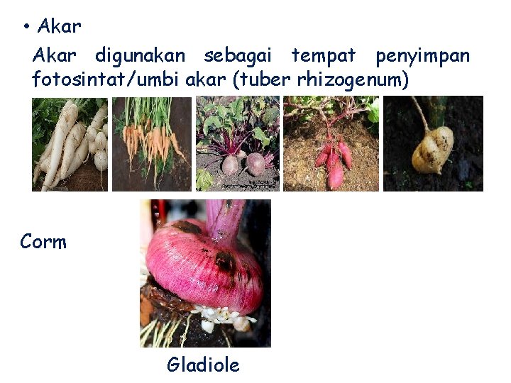  • Akar digunakan sebagai tempat penyimpan fotosintat/umbi akar (tuber rhizogenum) Corm Gladiole 