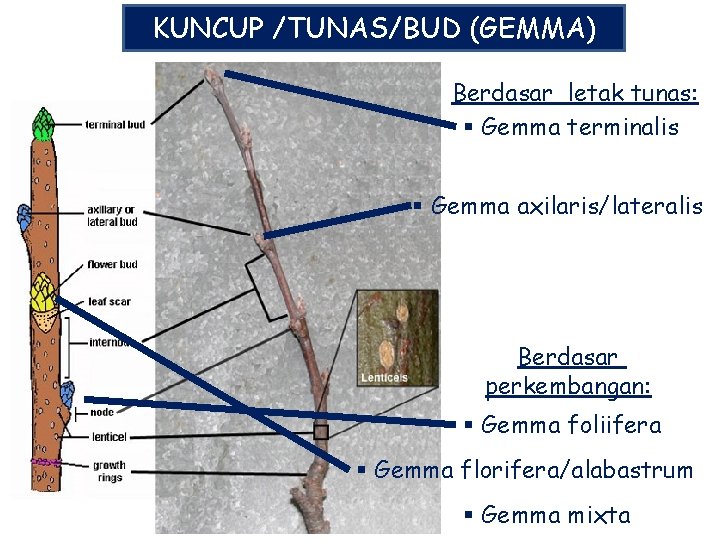 KUNCUP /TUNAS/BUD (GEMMA) Berdasar letak tunas: § Gemma terminalis § Gemma axilaris/lateralis Berdasar perkembangan: