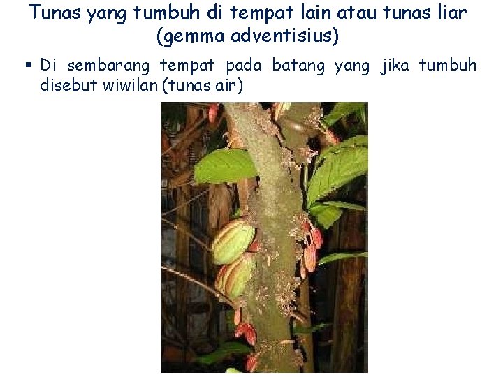 Tunas yang tumbuh di tempat lain atau tunas liar (gemma adventisius) § Di sembarang