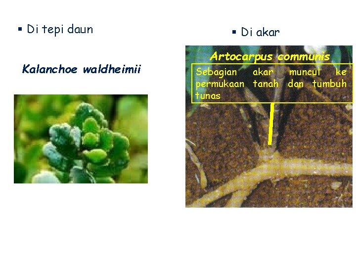 § Di tepi daun Kalanchoe waldheimii § Di akar Artocarpus communis Sebagian akar muncul