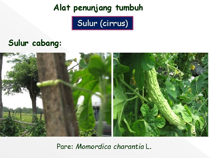 Alat penunjang tumbuh Sulur (cirrus) Sulur cabang: Pare: Momordica charantia L. 
