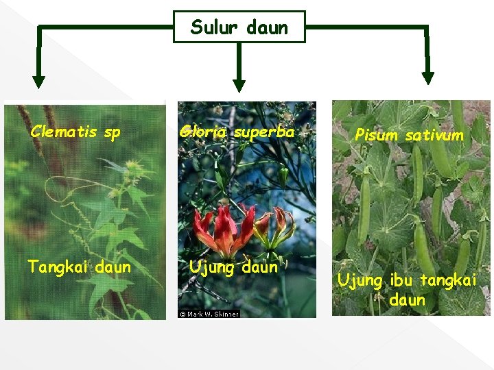 Sulur daun Clematis sp Gloria superba Tangkai daun Ujung daun Pisum sativum Ujung ibu