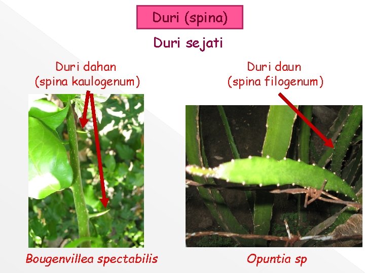 Duri (spina) Duri sejati Duri dahan (spina kaulogenum) Bougenvillea spectabilis Duri daun (spina filogenum)