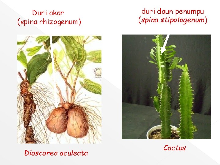 Duri akar (spina rhizogenum) Dioscorea aculeata duri daun penumpu (spina stipologenum) Cactus 