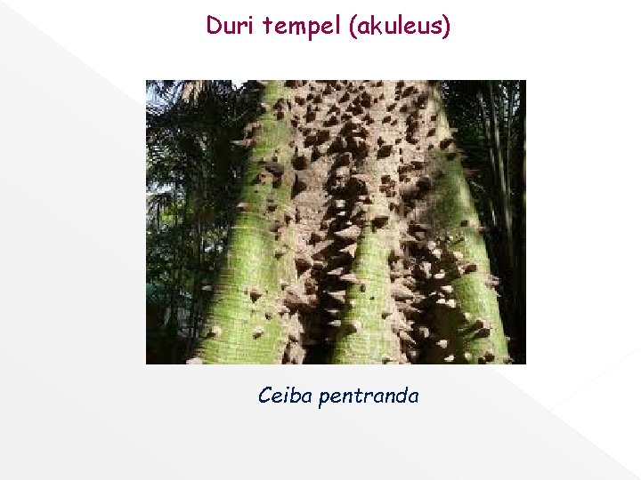 Duri tempel (akuleus) Ceiba pentranda 