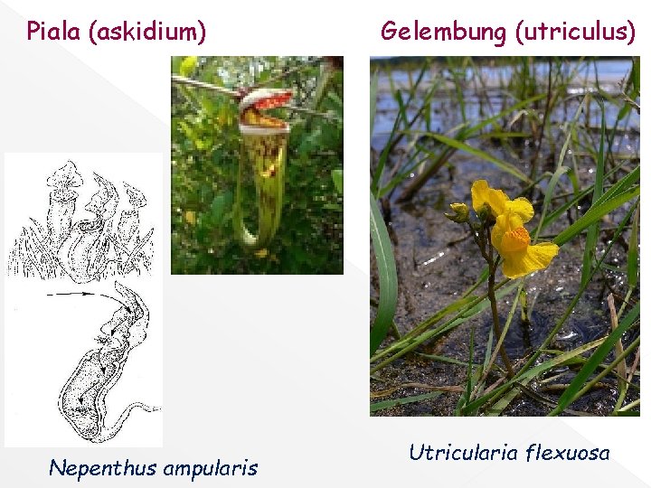 Piala (askidium) Nepenthus ampularis Gelembung (utriculus) Utricularia flexuosa 