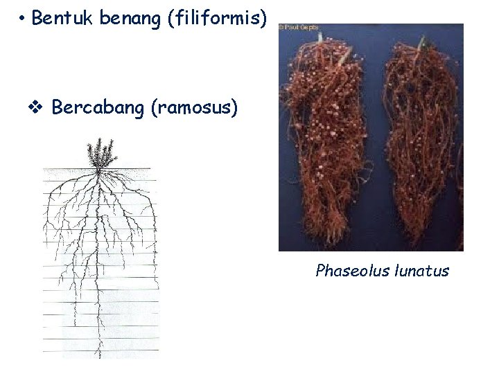  • Bentuk benang (filiformis) v Bercabang (ramosus) Phaseolus lunatus 