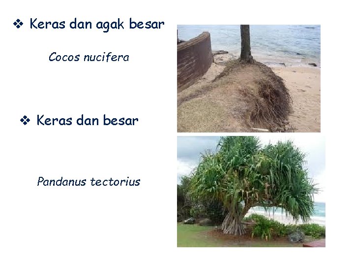 v Keras dan agak besar Cocos nucifera v Keras dan besar Pandanus tectorius 
