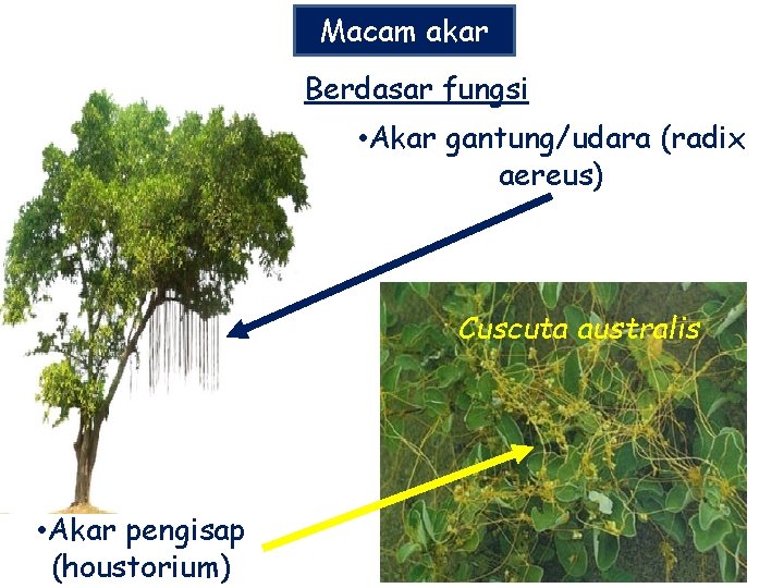 Macam akar Berdasar fungsi • Akar gantung/udara (radix aereus) Cuscuta australis • Akar pengisap