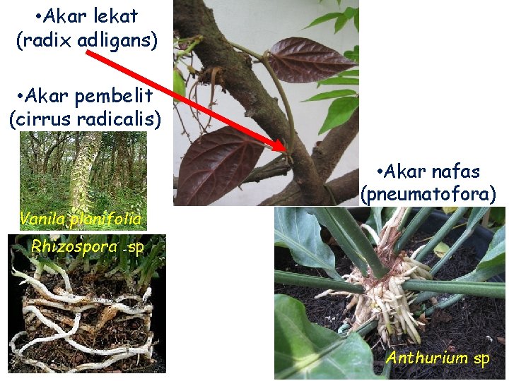  • Akar lekat (radix adligans) • Akar pembelit (cirrus radicalis) Vanila planifolia •