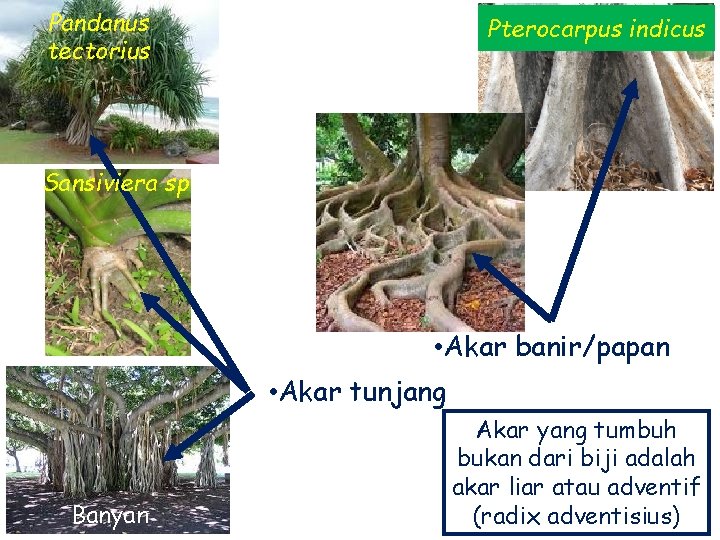 Pandanus tectorius Pterocarpus indicus Sansiviera sp • Akar banir/papan • Akar tunjang Banyan Akar