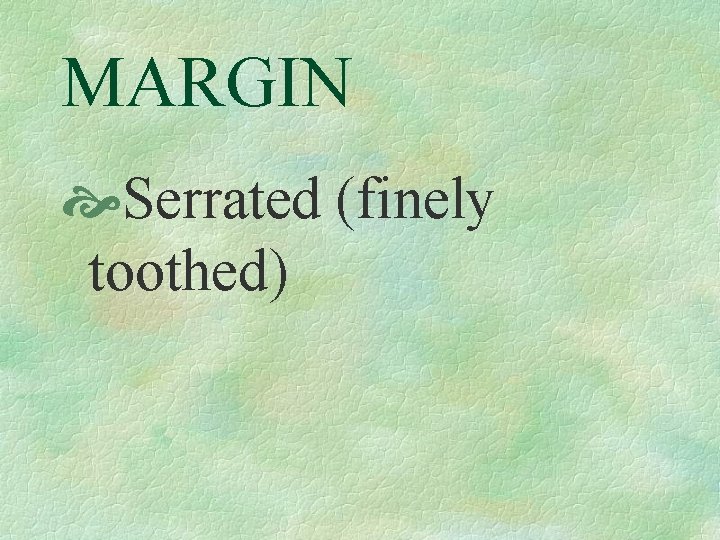 MARGIN Serrated (finely toothed) 