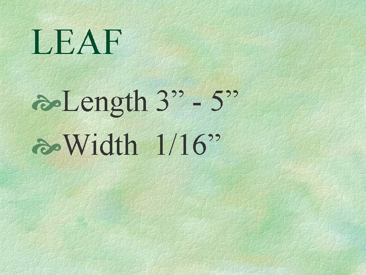 LEAF Length 3” - 5” Width 1/16” 