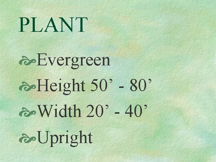 PLANT Evergreen Height 50’ - 80’ Width 20’ - 40’ Upright 