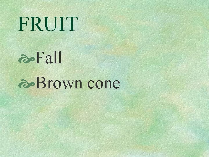 FRUIT Fall Brown cone 